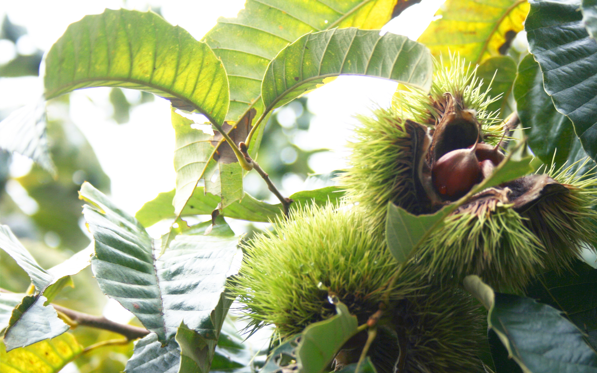 岐阜にある生活援助事業所 青空の特徴